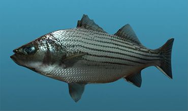 3D render of a striped bass modelled for the sonar scene